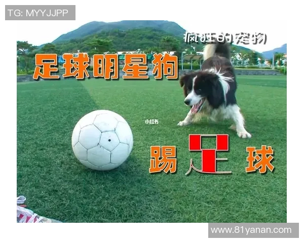 韩国狗狗足球明星的名字与他们的精彩故事分享